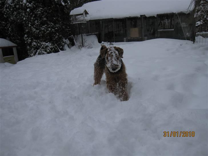 Airedale terrier Spicaway unbraced (Argo) - Jubiiii,snevejr. billede 13