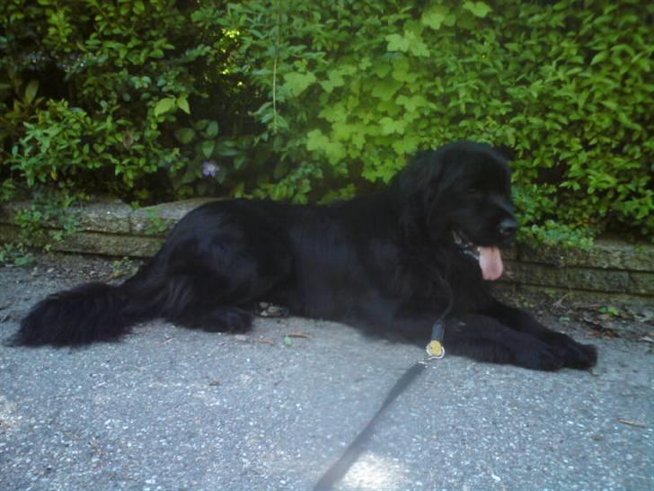 Newfoundlænder Papaya - Papaya ude og gå tur :D billede 3