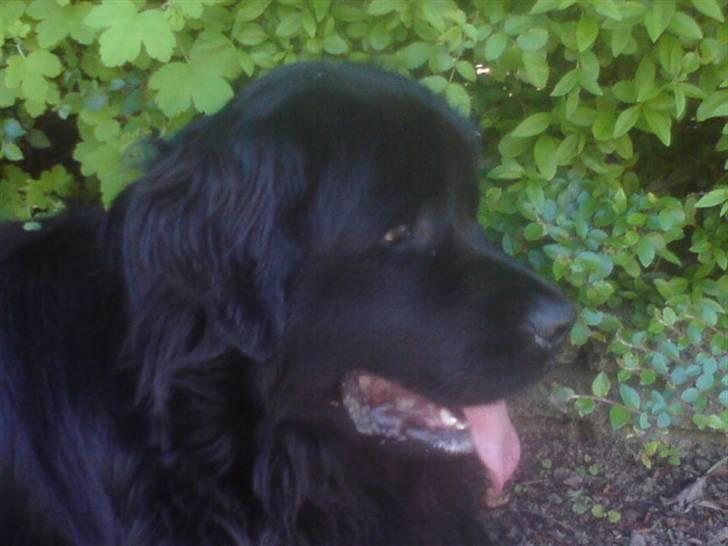 Newfoundlænder Papaya - Ude at gå tur igen :D billede 4