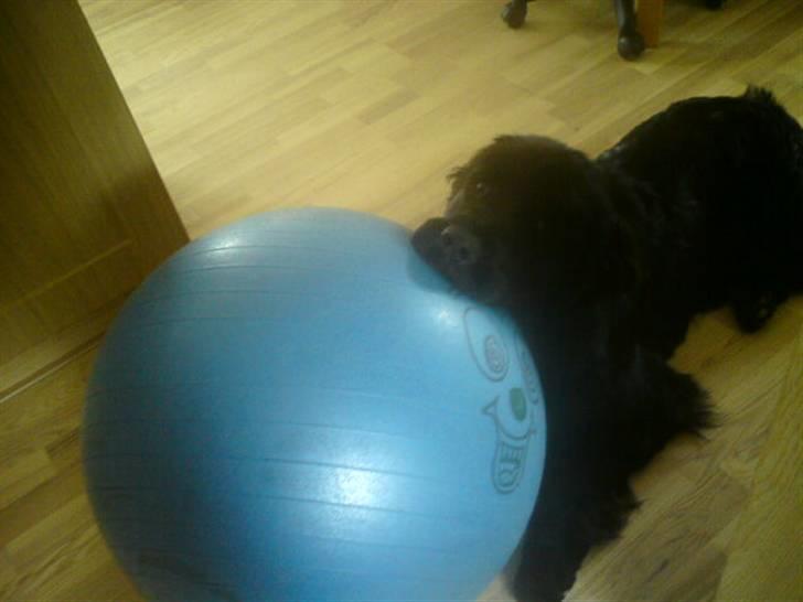 Newfoundlænder Papaya - Papaya elsker den blå bold :) billede 6