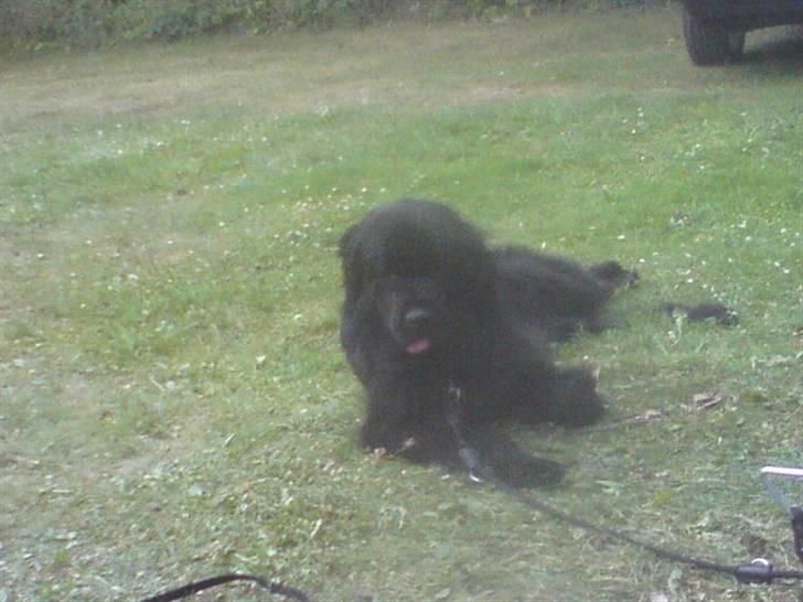 Newfoundlænder Papaya - Papaya nede og besøge hendes dejlige ven på campingpladsen billede 2