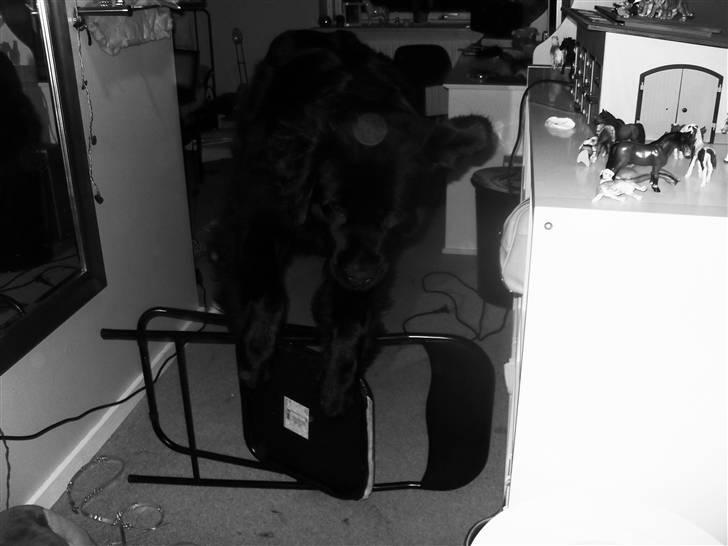 Newfoundlænder Papaya - HOP :D billede 5