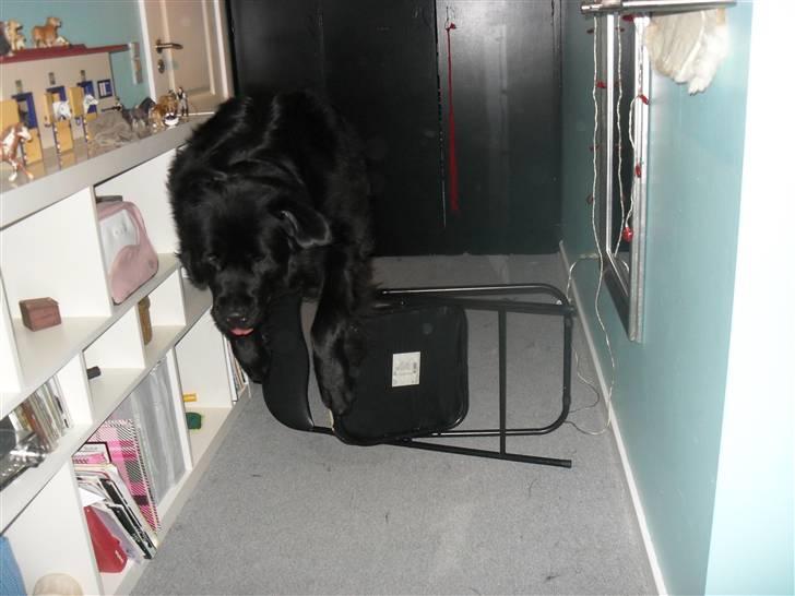 Newfoundlænder Papaya - Yeee xD billede 12