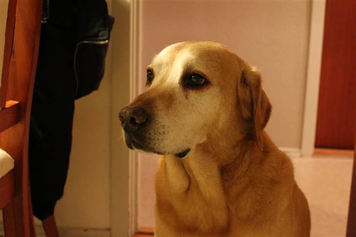 Labrador retriever Django Deluxe billede 1