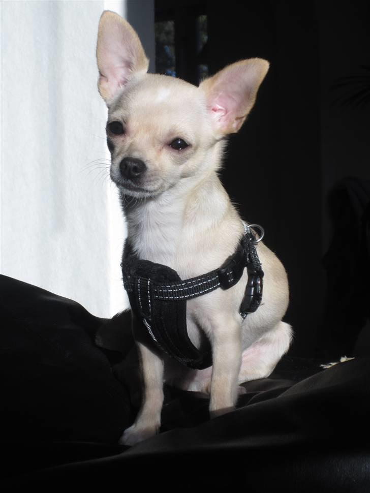 Chihuahua -.::.PaYa.::. billede 14