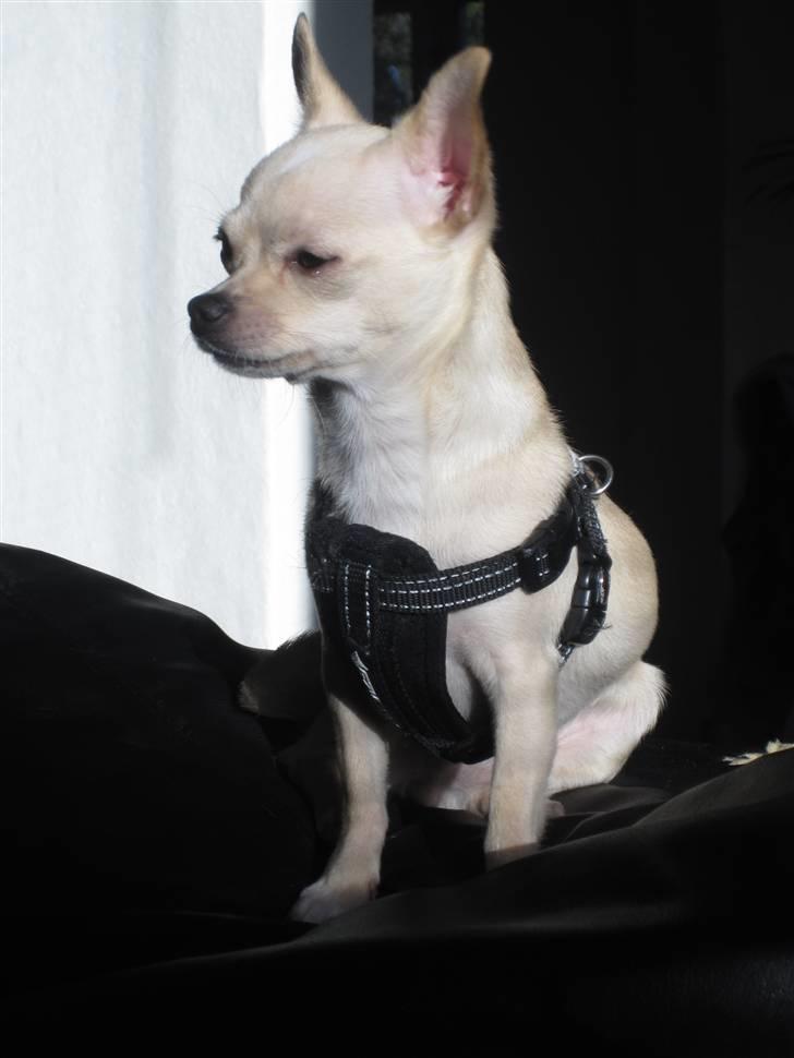 Chihuahua -.::.PaYa.::. billede 15