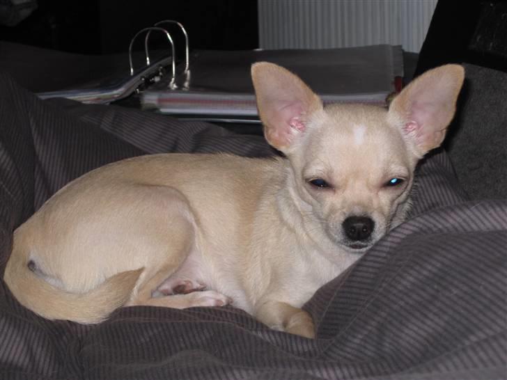 Chihuahua -.::.PaYa.::. billede 16