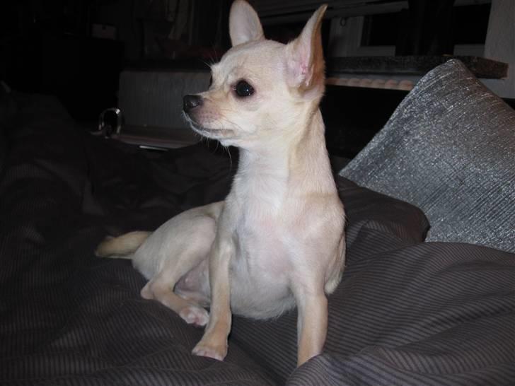 Chihuahua -.::.PaYa.::. billede 17