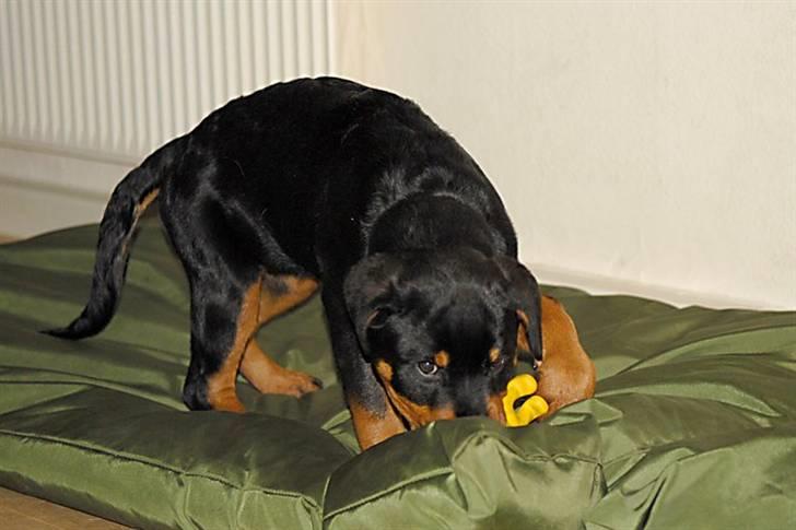 Rottweiler  Kenja billede 9