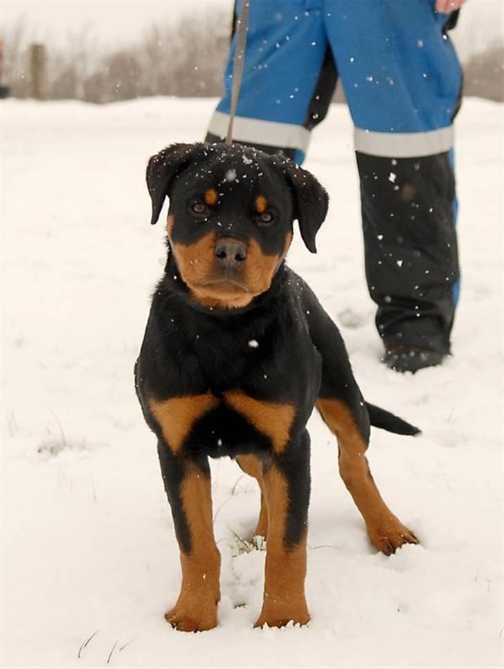 Rottweiler  Kenja billede 10