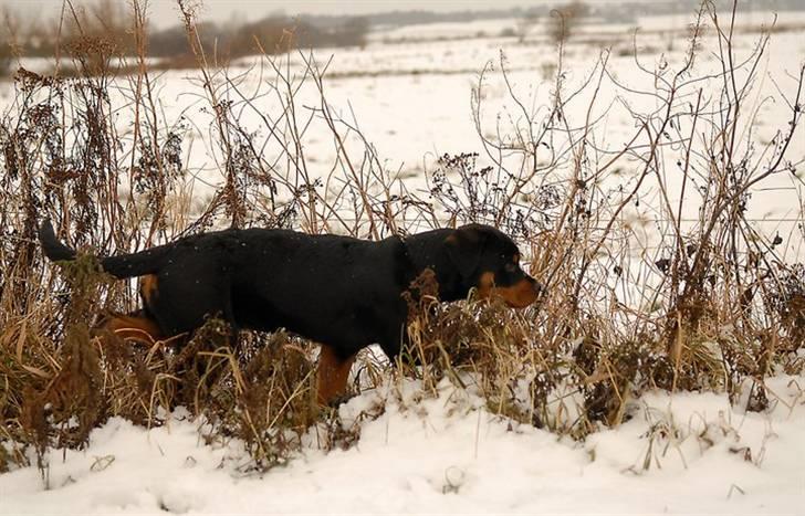 Rottweiler  Kenja billede 11