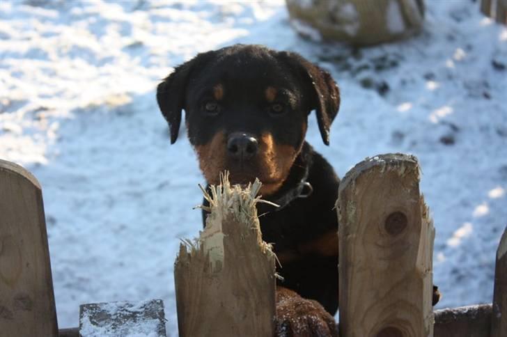 Rottweiler  Kenja billede 12