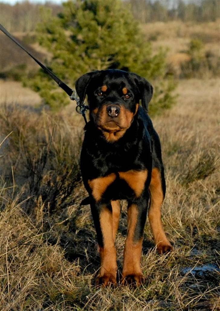 Rottweiler  Kenja billede 13