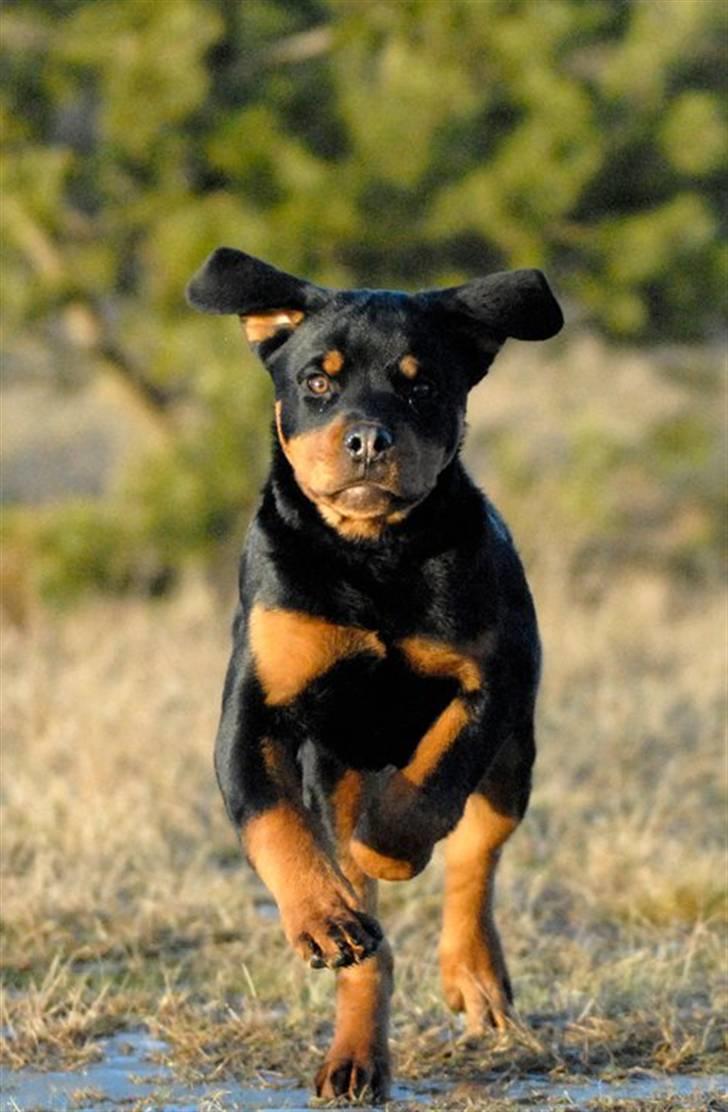 Rottweiler  Kenja billede 14