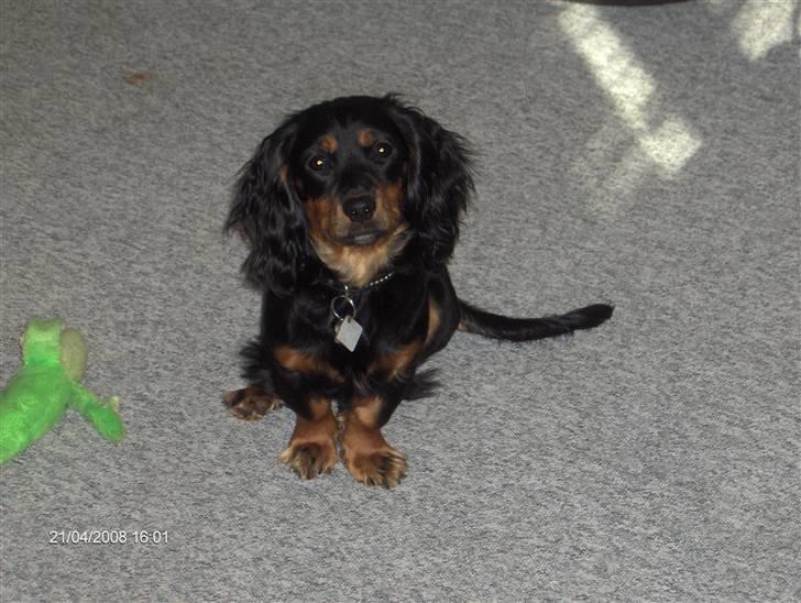 Blanding af racer Lucky billede 1