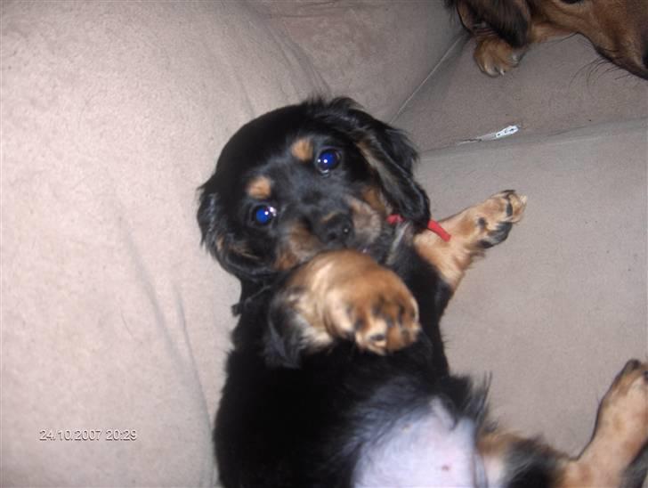 Blanding af racer Lucky billede 2