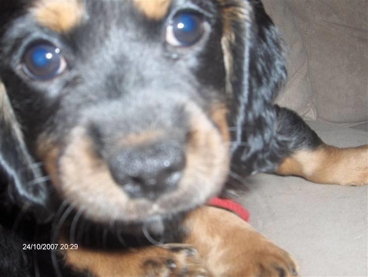 Blanding af racer Lucky billede 3