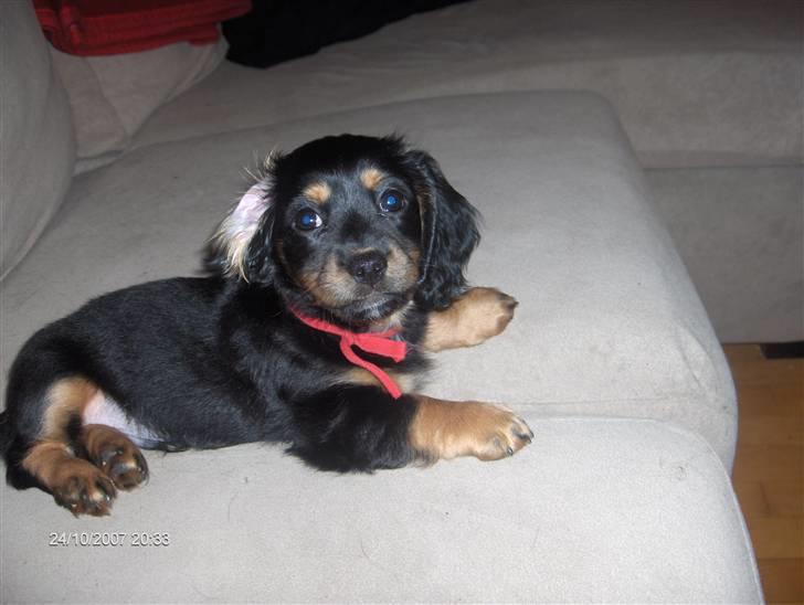 Blanding af racer Lucky billede 4