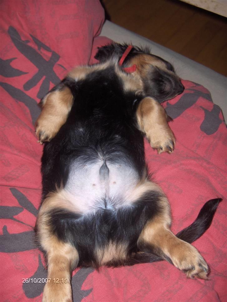 Blanding af racer Lucky billede 5