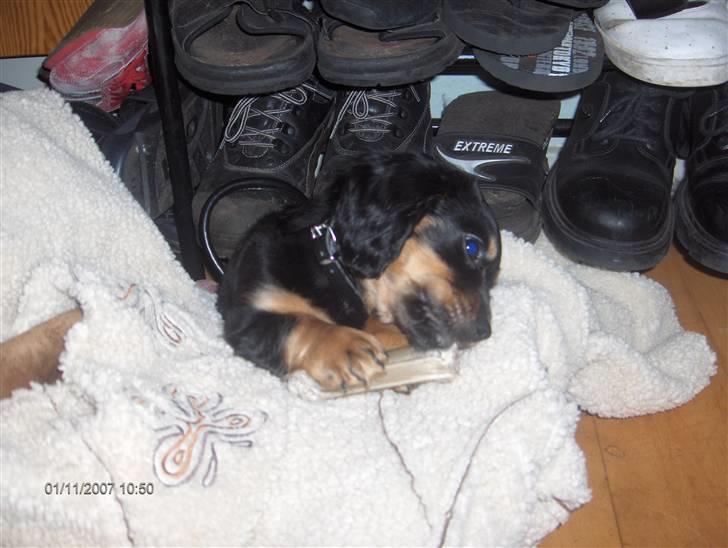 Blanding af racer Lucky billede 6