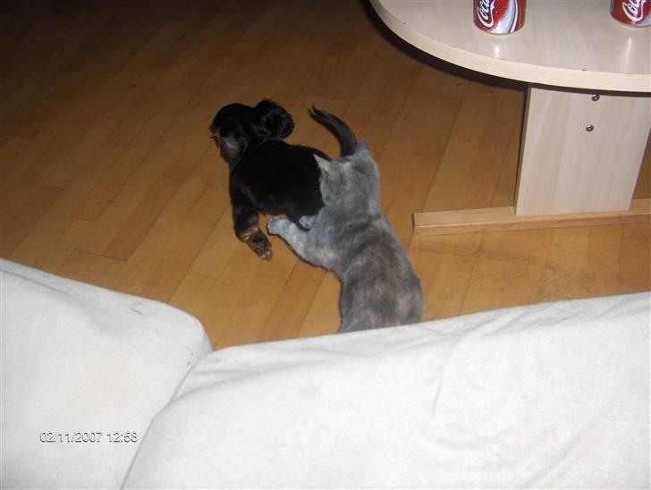 Blanding af racer Lucky billede 7