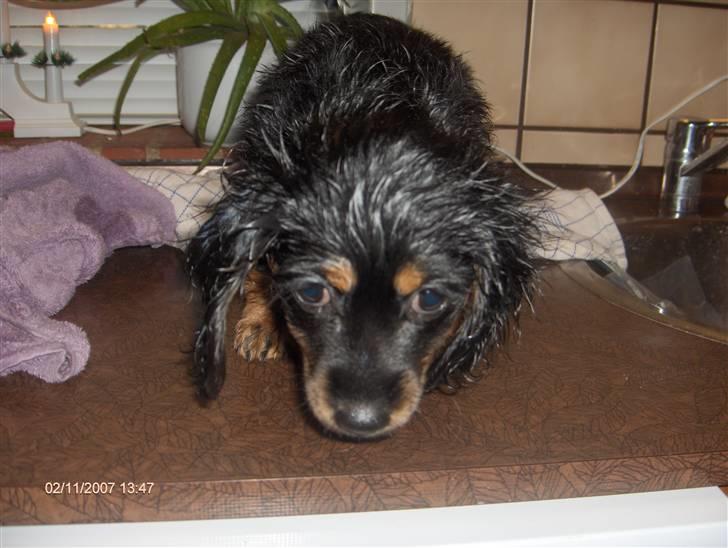 Blanding af racer Lucky billede 8