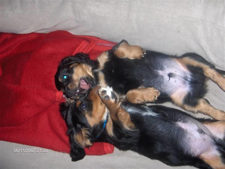 Blanding af racer Lucky billede 9