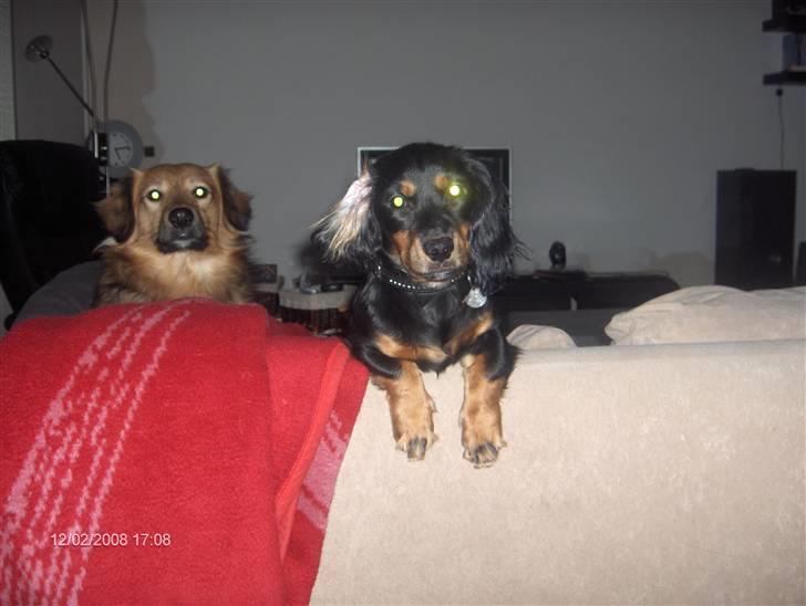 Blanding af racer Lucky billede 10