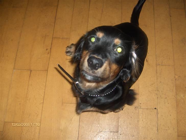 Blanding af racer Lucky billede 11