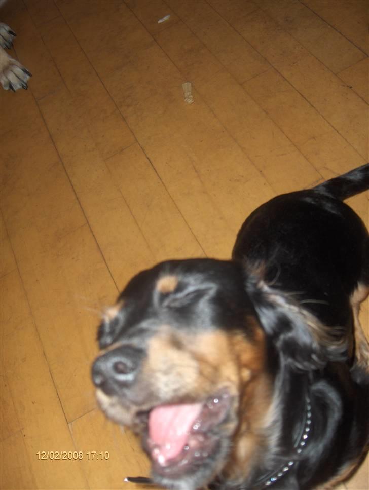 Blanding af racer Lucky billede 12