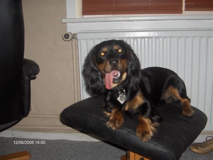 Blanding af racer Lucky billede 13