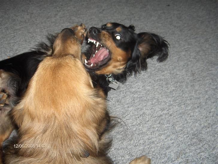 Blanding af racer Lucky billede 14