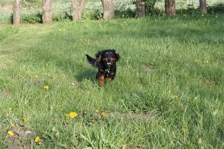 Blanding af racer Lucky billede 15