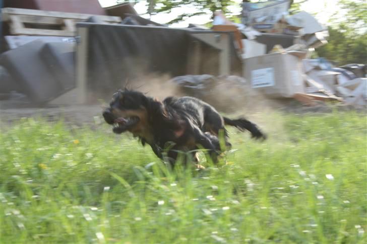 Blanding af racer Lucky billede 16