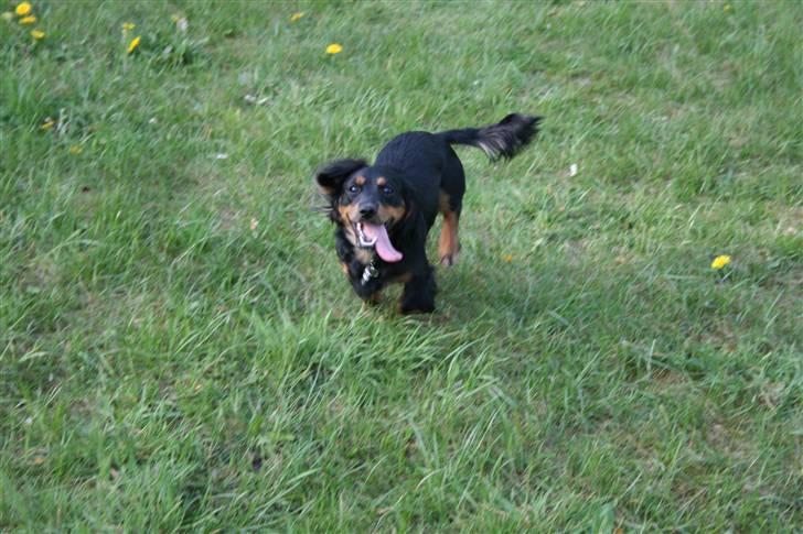 Blanding af racer Lucky billede 17