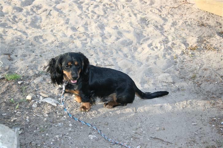 Blanding af racer Lucky billede 18