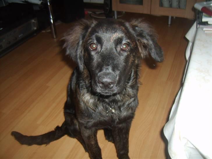 Blanding af racer Lady GaGa - - Lady GaGa sidder pænt & venter på en godbid :) Hun har nemlig fortjent den :) billede 2