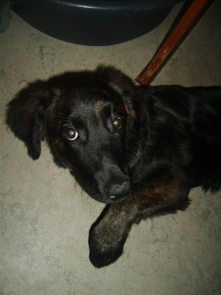 Blanding af racer Lady GaGa - - Lady GaGa tager en lur :)  billede 3