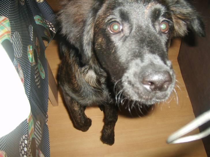 Blanding af racer Lady GaGa - - Lady GaGa har en nysgerrig næse .. billede 4