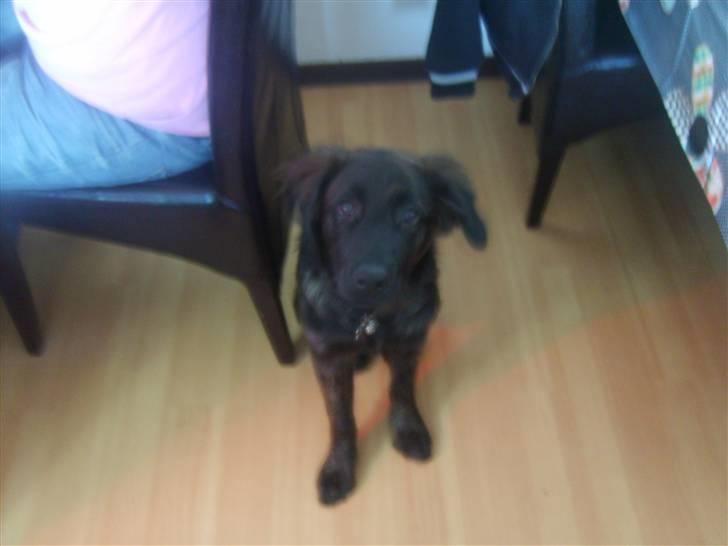 Blanding af racer Lady GaGa - Lady GaGa ved bordet for at tigge lidt :) det kunne jo godt være der faldte noget mad ned til mig :) billede 5