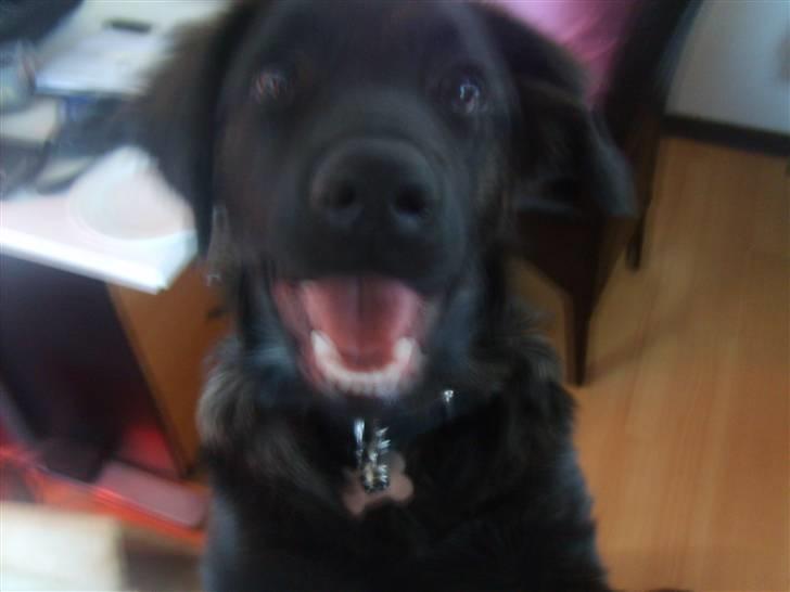 Blanding af racer Lady GaGa - - nysgerrige næse :) billede 7