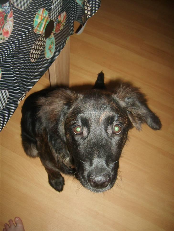 Blanding af racer Lady GaGa - - Lady<3 billede 8