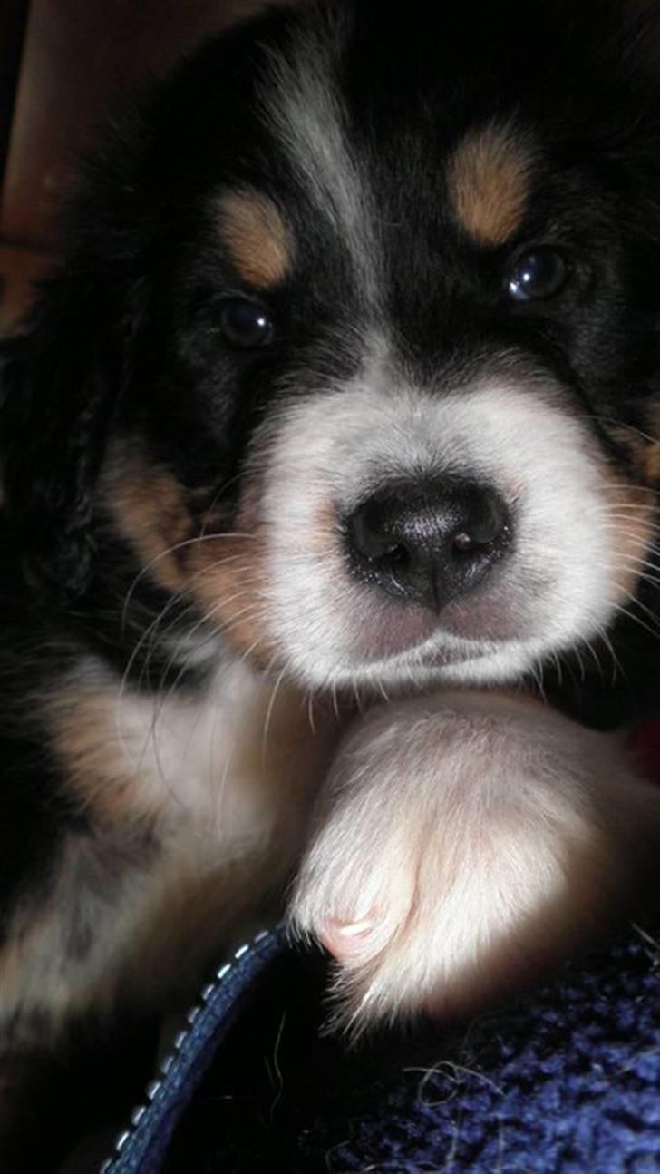 Berner sennenhund Gucci.....Solgt. billede 1