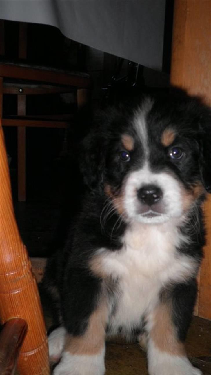 Berner sennenhund Gucci.....Solgt. billede 2