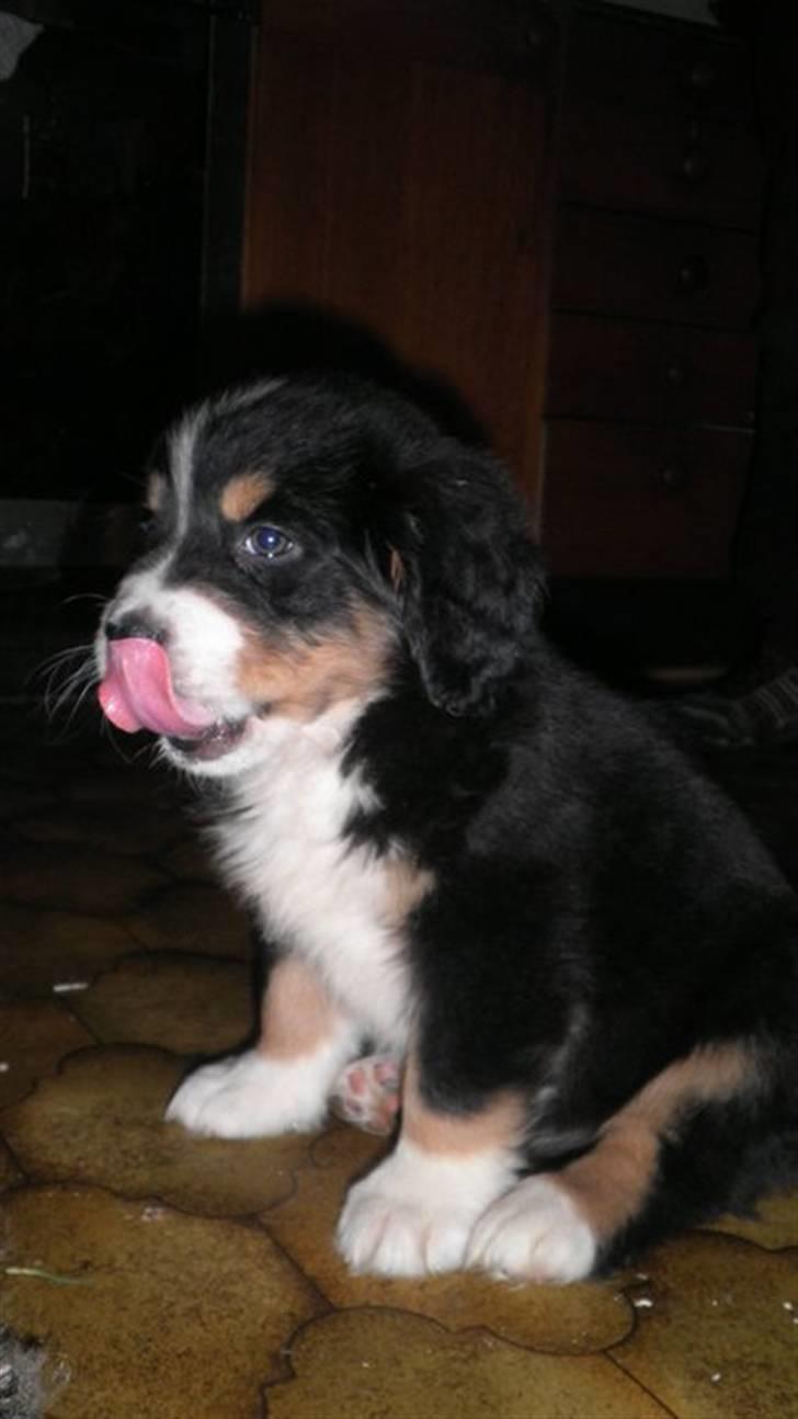 Berner sennenhund Gucci.....Solgt. billede 3