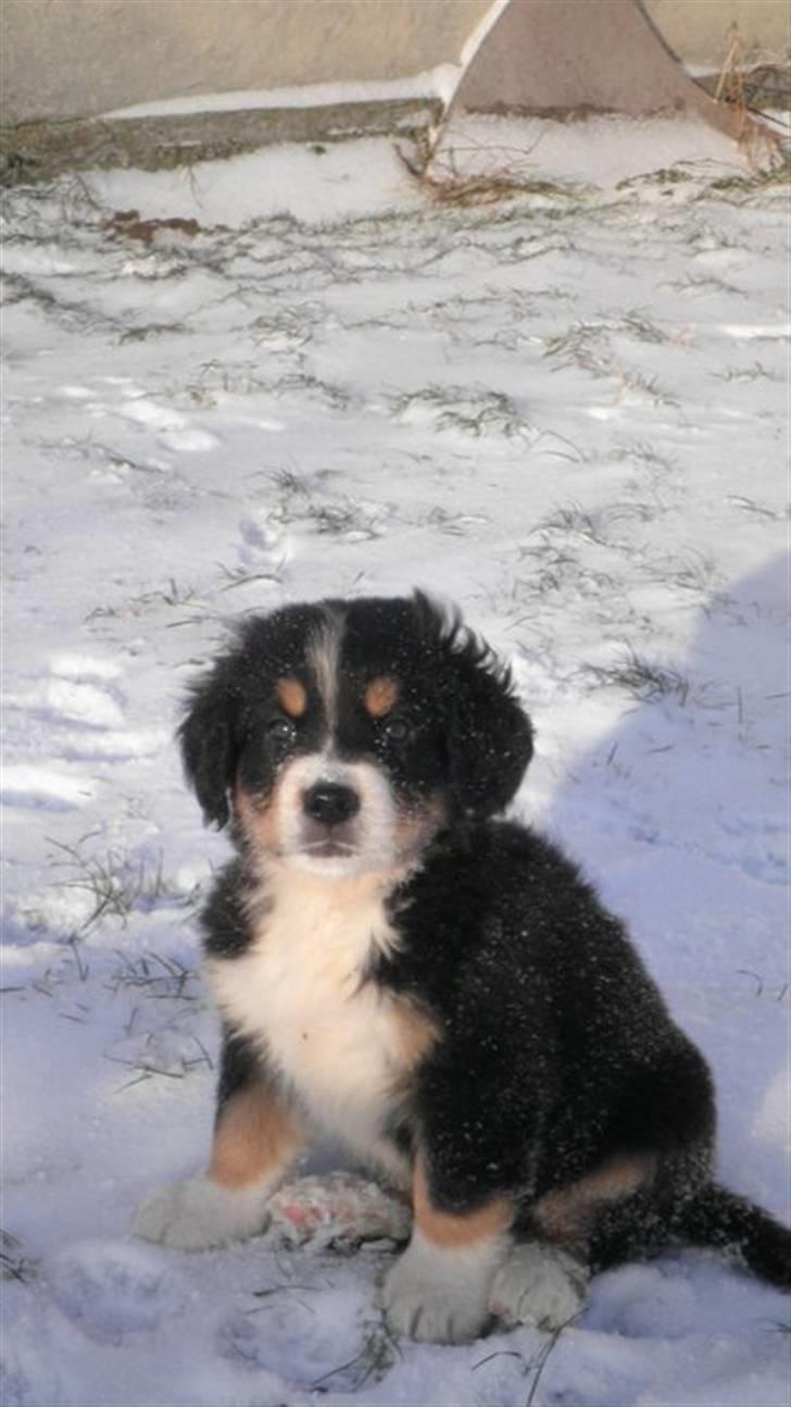 Berner sennenhund Gucci.....Solgt. billede 4