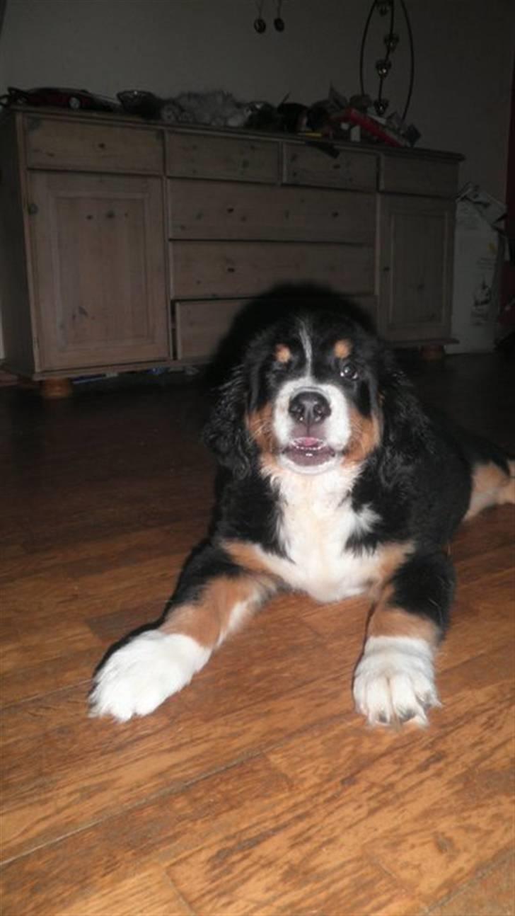 Berner sennenhund Gucci.....Solgt. billede 5