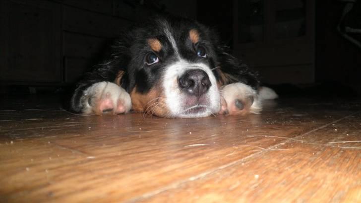 Berner sennenhund Gucci.....Solgt. billede 6