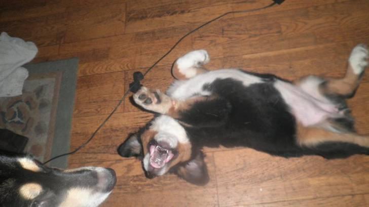 Berner sennenhund Gucci.....Solgt. billede 7