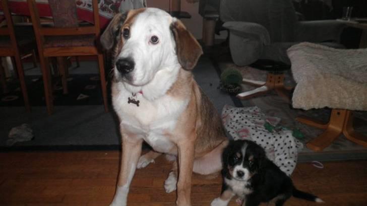 Berner sennenhund Gucci.....Solgt. billede 8